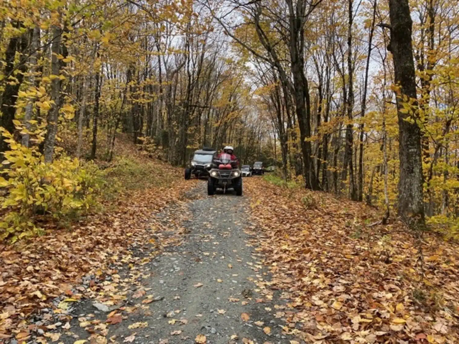 Un tapis de feuilles